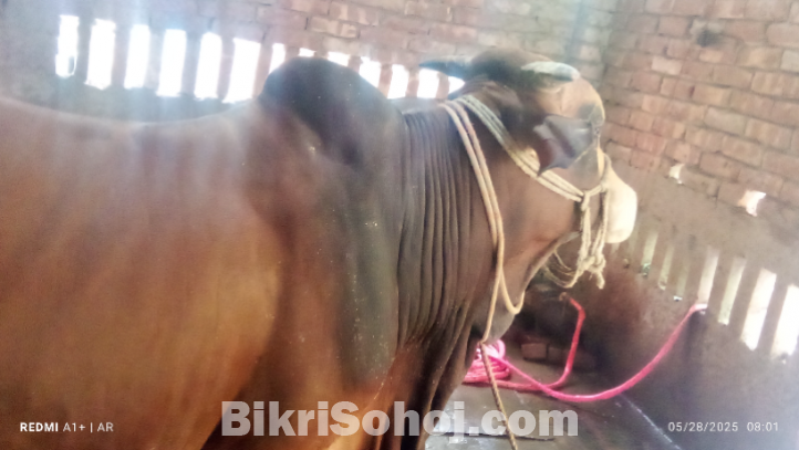 ষাঁড় গরু